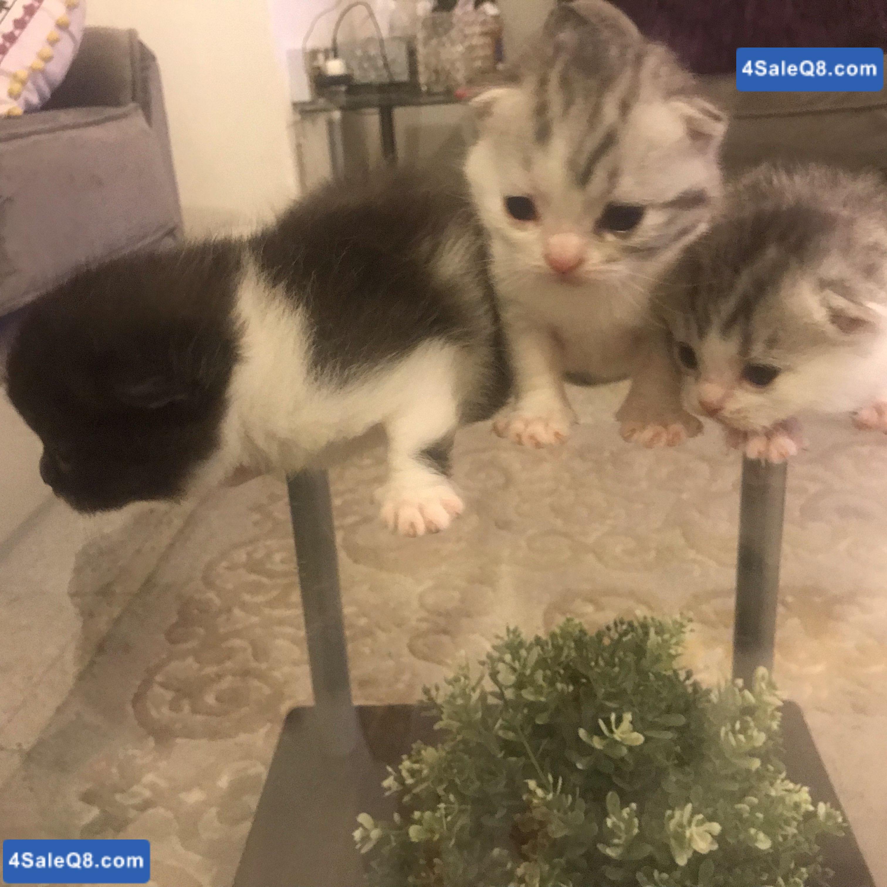 3 kitten with mother 2 male 1 female price 50 kd كيتن للبيع ذكرين ونثيه 