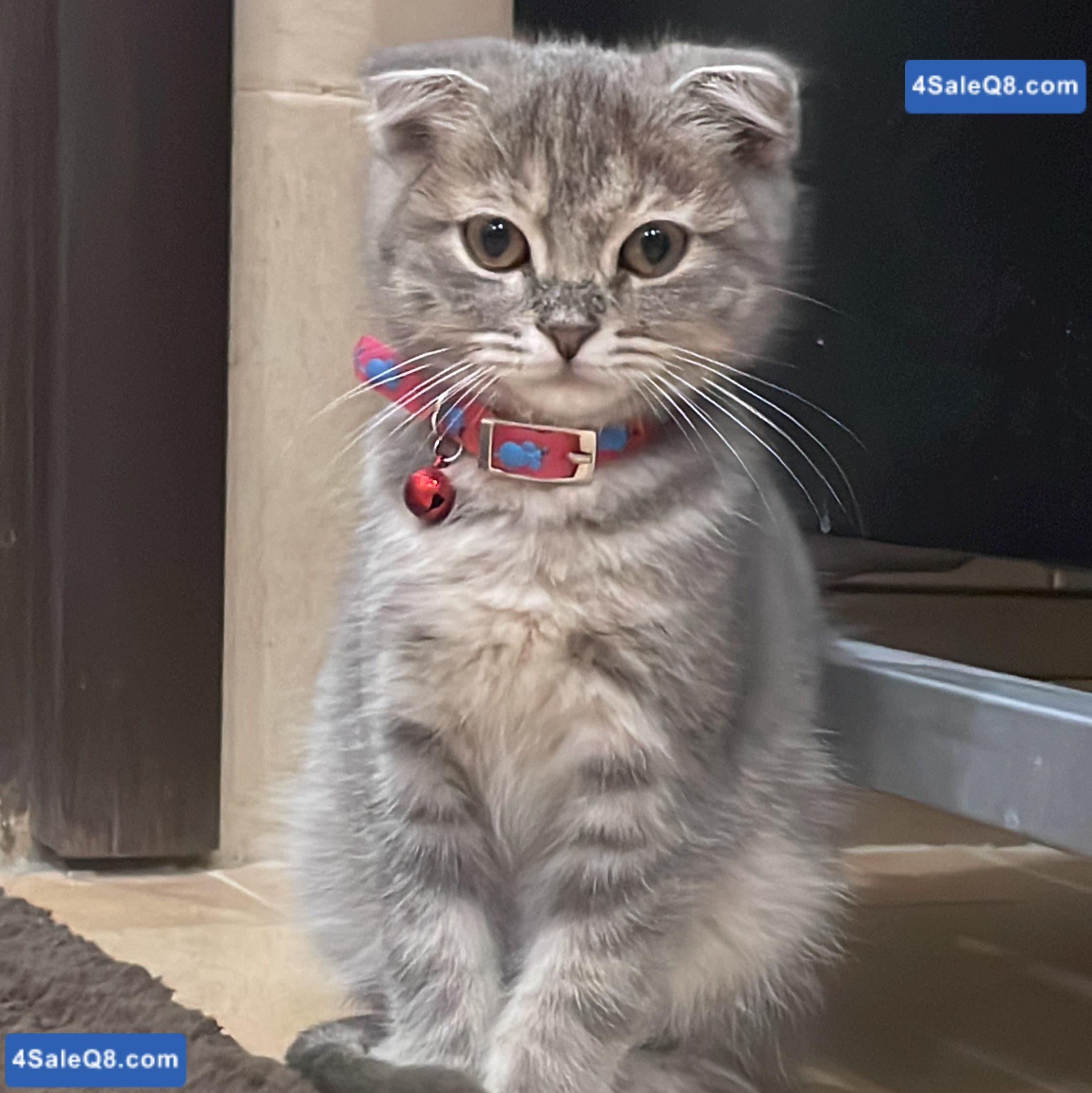Scottish fold kittens for adoption 